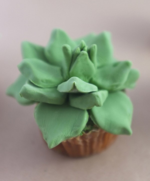 House-Plant-Cactus-Cupcakes-6